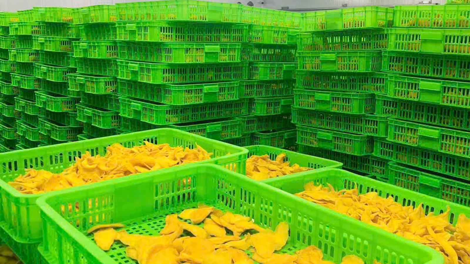 Dried mango drying room