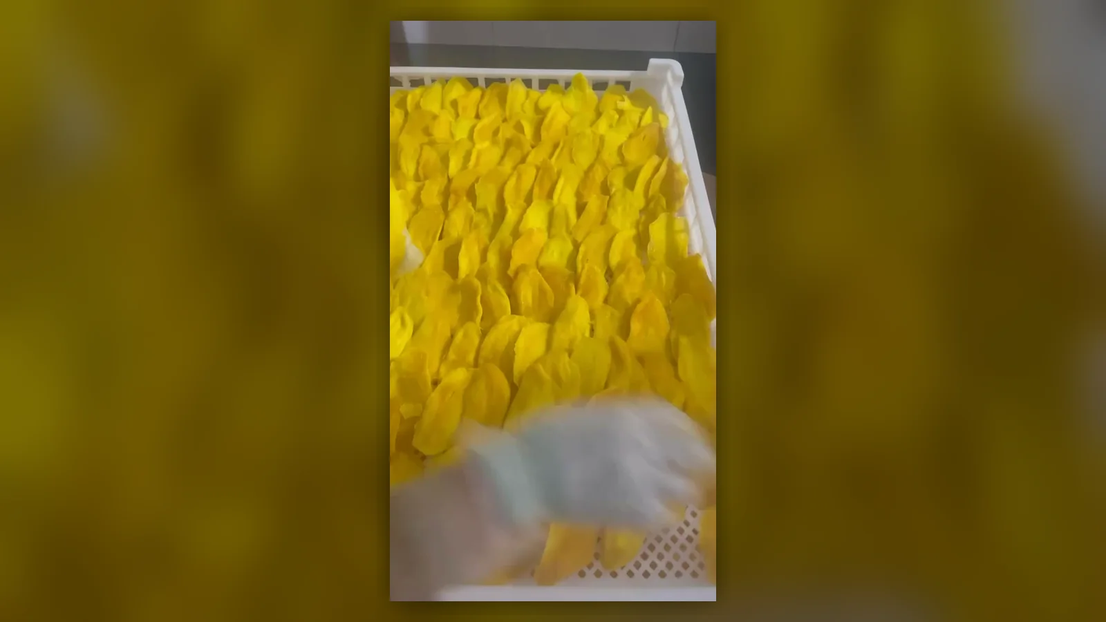 Final dried mango inspection
