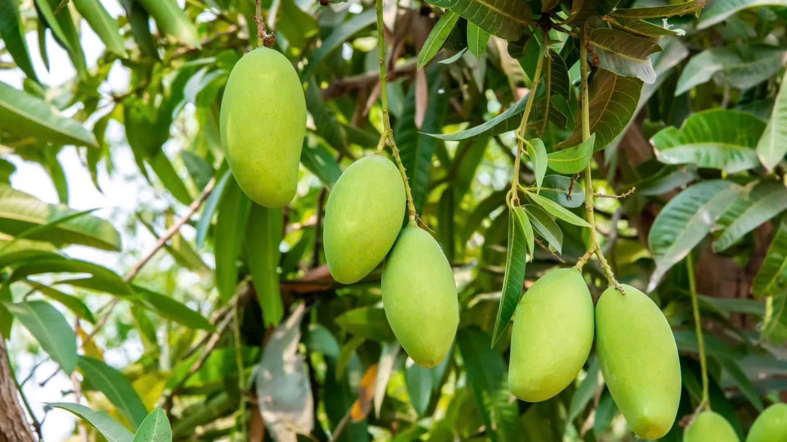 Mango sourcing at origin