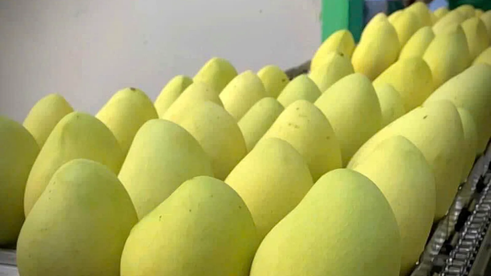 Prepared mango before drying