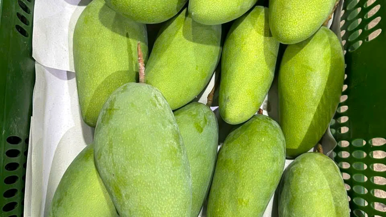 Raw mango receiving
