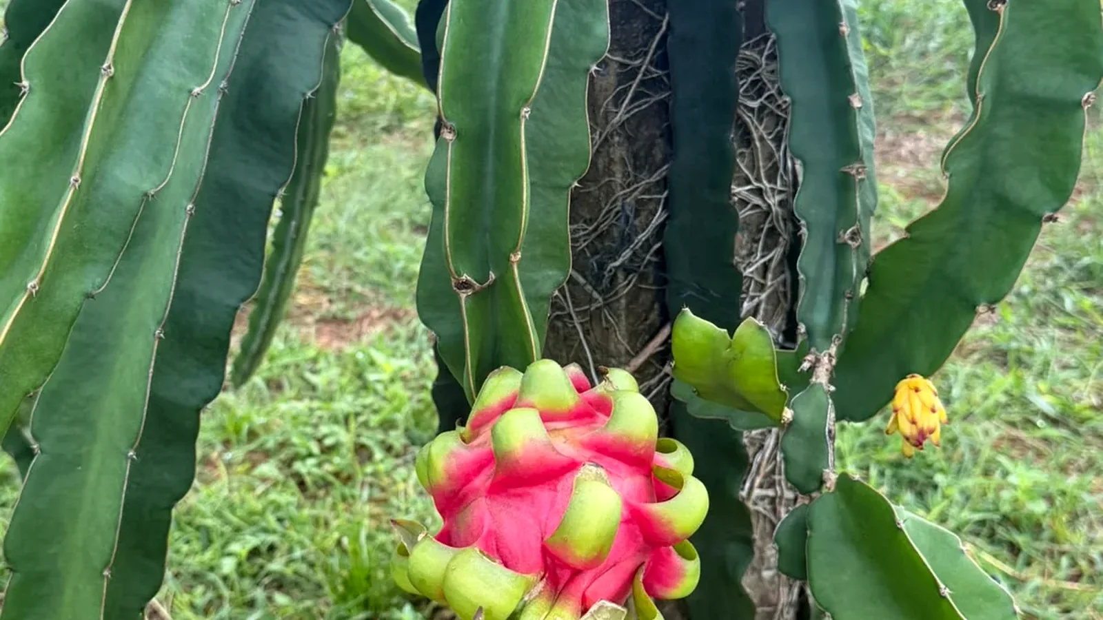 Dragon fruit sourcing