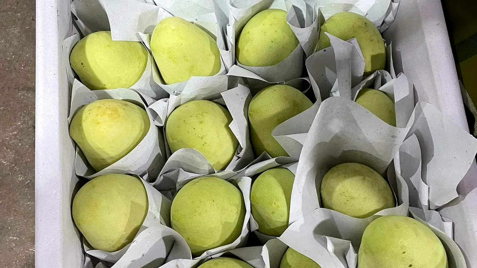 Fresh mango export packing