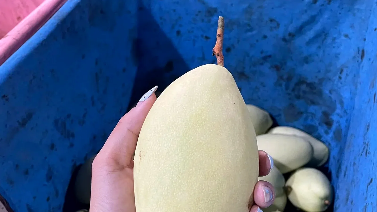 Fresh mango inspection in Vietnam